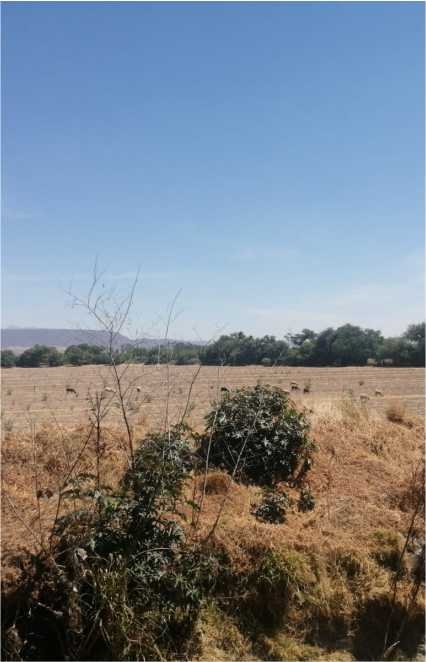 Vegetación en terreno residencial