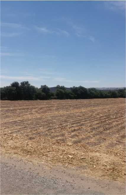 Terreno amplio con arboles